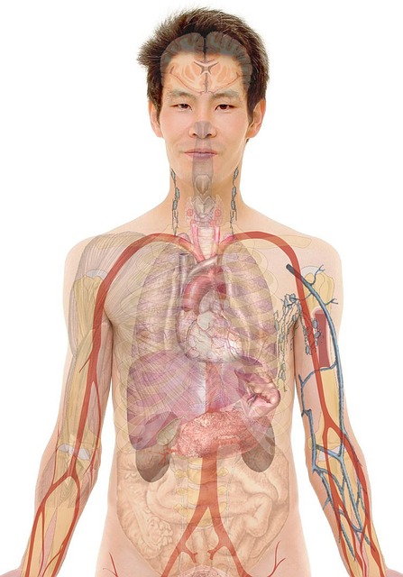 Human Anatomy & Body Facts Quiz