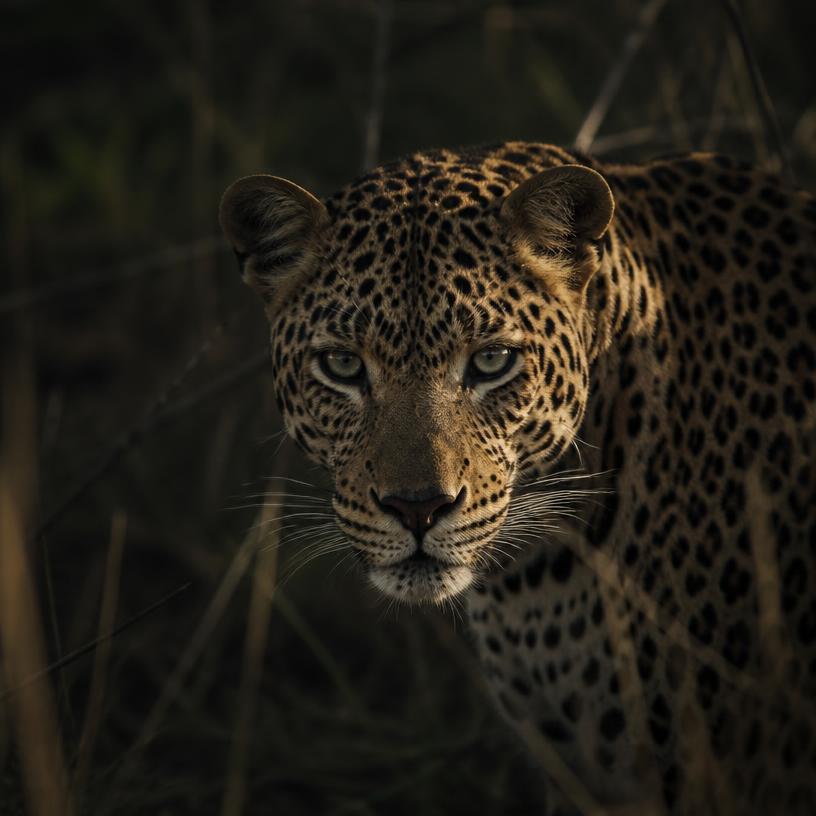 Whispers of the Wild: Unveiling Big Cats