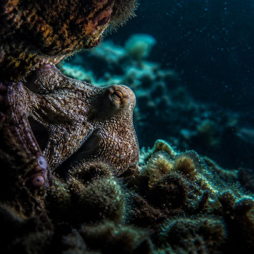 The Ocean's Hidden Realms