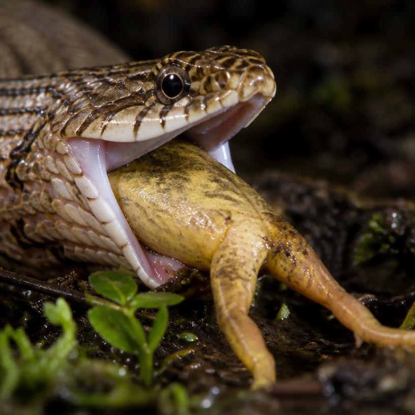 Ecological Intruders: Unmasking the Invasive Species