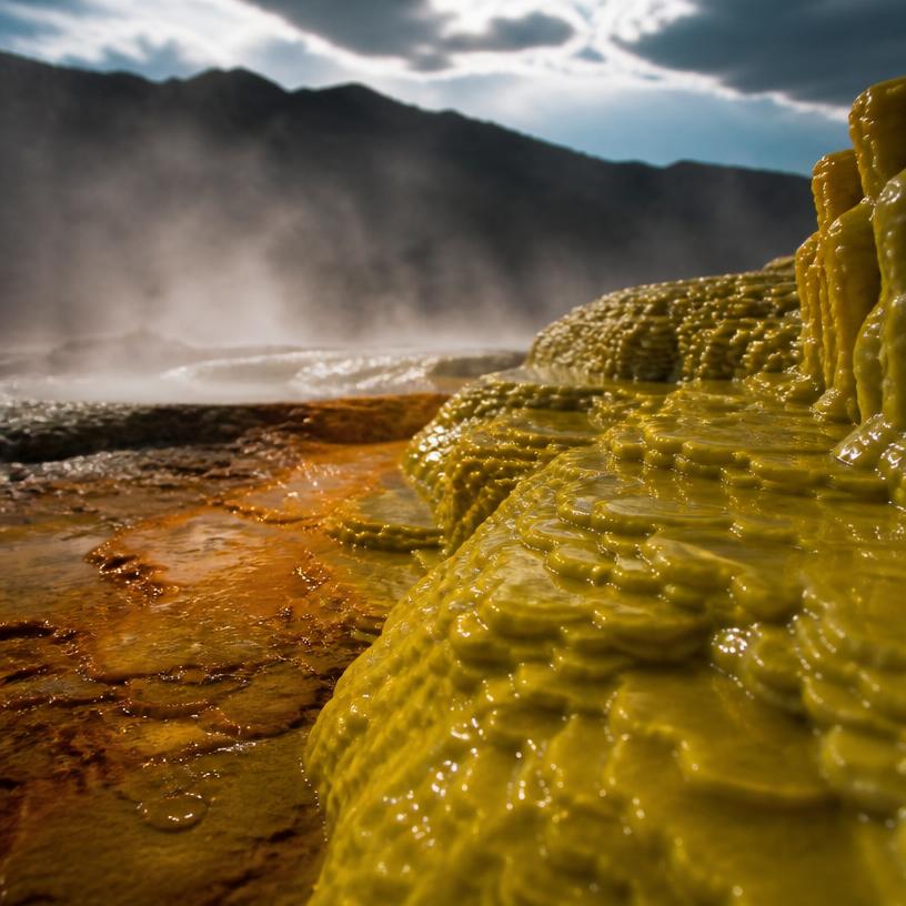 Acidic Antics: Unleashing Nature's Sour Superheroes!