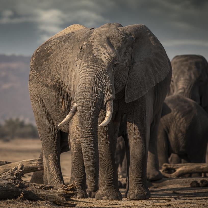 Whispers of the Wild: Giants in Peril
